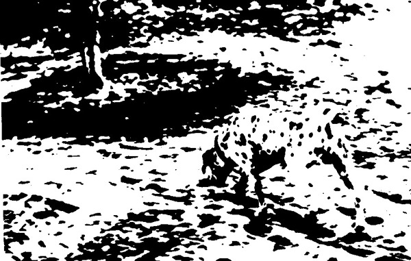 A Dalmatian dog in visual perception