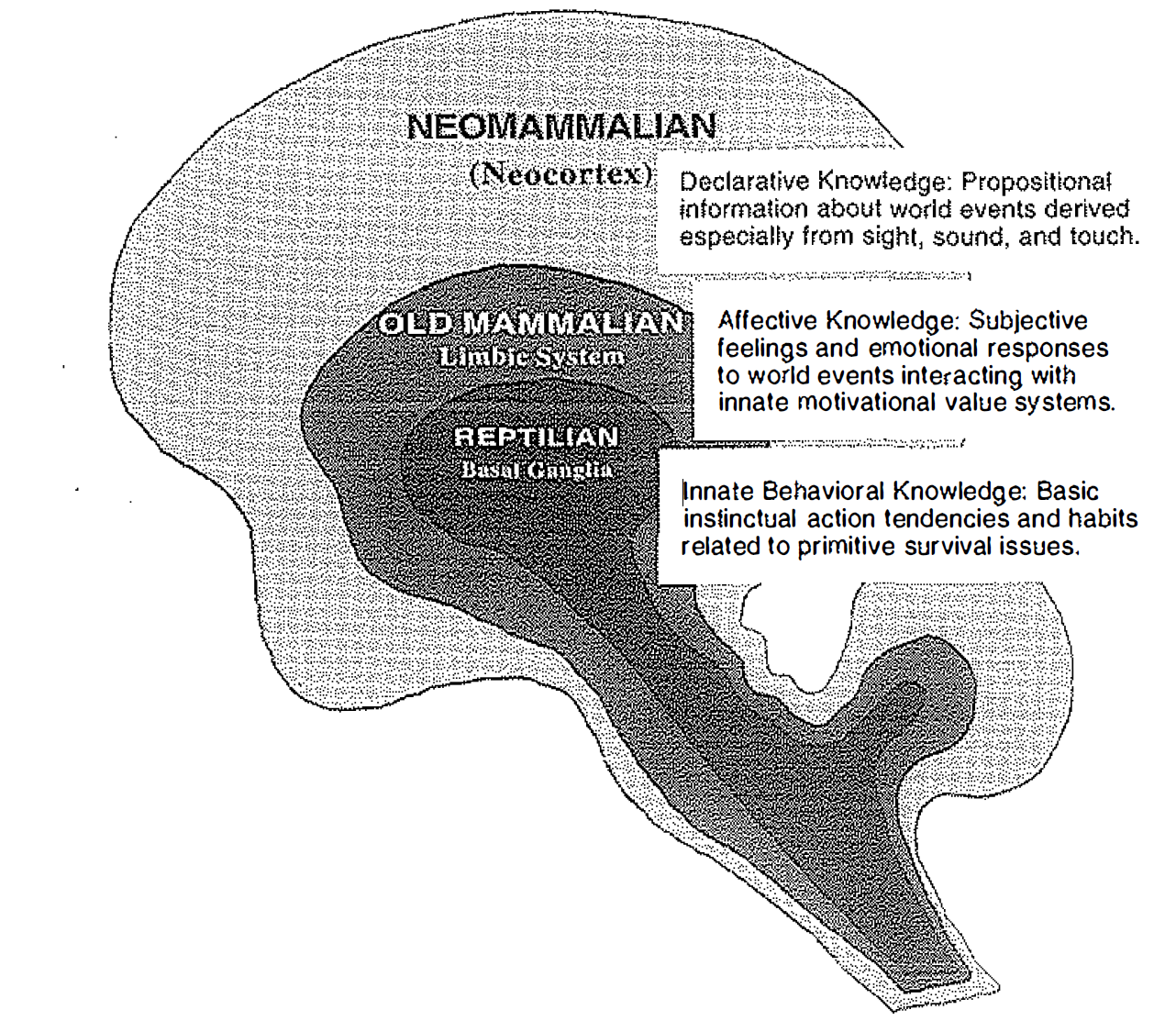 Triune Brain