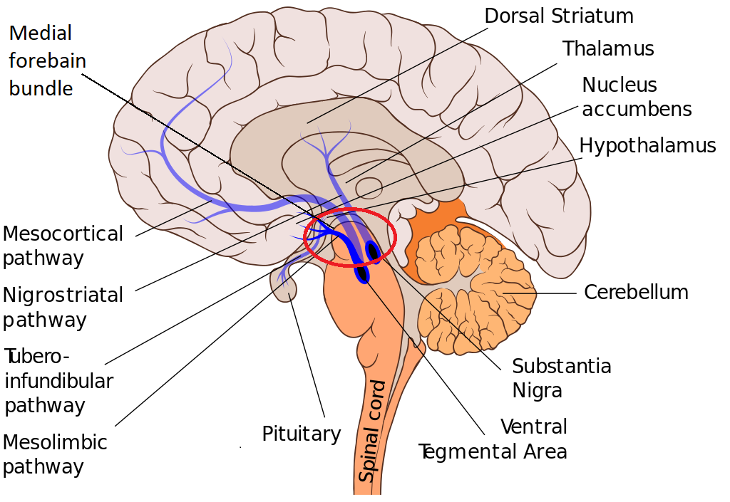 Dopaminergic pathways